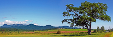 Stately Oak Overlooking Boquet River Valley