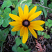 Adirondack Daisy
