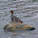 Merganser Family on Lake Champlain