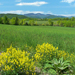 Adirondack Spring! Westport ~ Essex Road