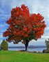 Brilliant Maple ~ Essex NY