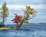 Autumn on Whallons Bay ~ Essex NY.