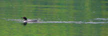 Adirondack Loon