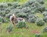 Coyote in Larmar Valley