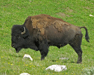 Bison On Guard at Yellowstone