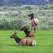 3 Elk at Mammoth