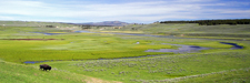 Yellowstone Hayden Valley Panorama