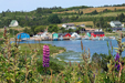 French River Lupines - PEI
